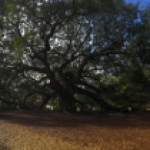 Angel Oak in Charleston, SC